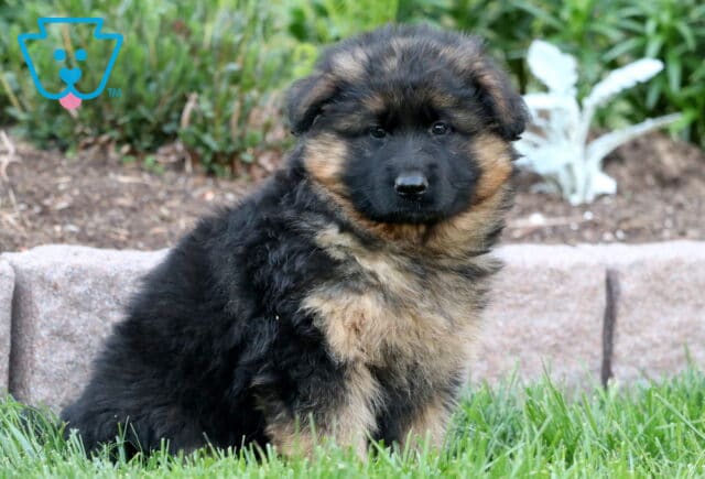 Thick-coated black and tan German Shepherd puppy sitting sideways in the grass, glancing at the camera with a soft gaze, in front of a garden bed and stone border. image