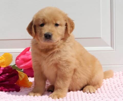 Tootsie Golden