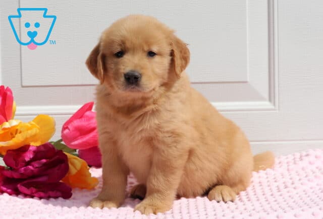 Tootsie Golden image