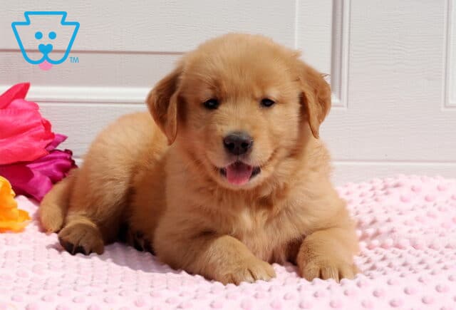 Tootsie Golden2 image