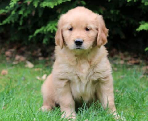 Light golden Golden Retriever puppy sitting in green grass, looking calm and gentle with fallen leaves and evergreen branches in the background.