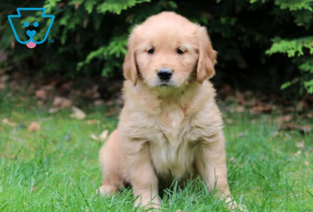 Light golden Golden Retriever puppy sitting in green grass, looking calm and gentle with fallen leaves and evergreen branches in the background. image