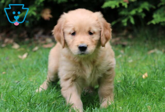 Fluffy Golden Retriever puppy standing on green grass with a curious expression and a dark leafy background. image