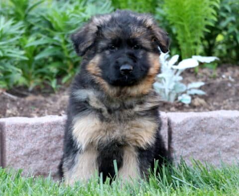 Adorable black and tan German Shepherd puppy sitting attentively in the grass, with a fluffy coat and a garden bed edged by stone blocks in the background.