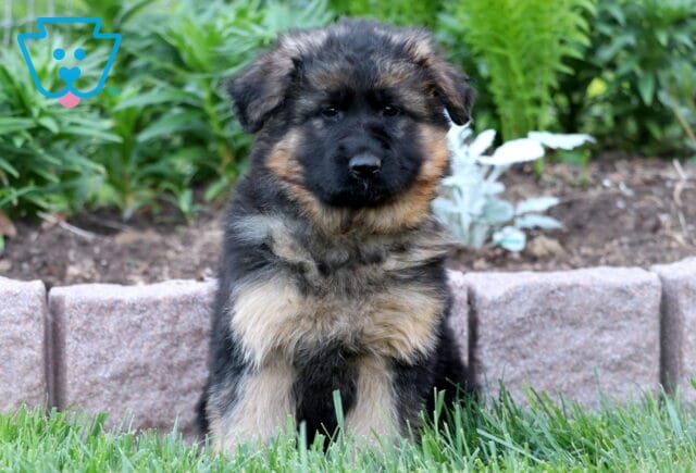 Adorable black and tan German Shepherd puppy sitting attentively in the grass, with a fluffy coat and a garden bed edged by stone blocks in the background. image