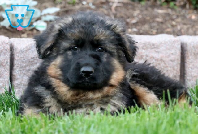 Fluffy black and tan German Shepherd puppy laying in the grass with a calm expression, resting in front of a low stone wall and garden bed. image