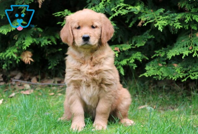 Golden Retriever puppy sitting attentively on the grass in front of lush evergreen bushes, looking calm and relaxed. image