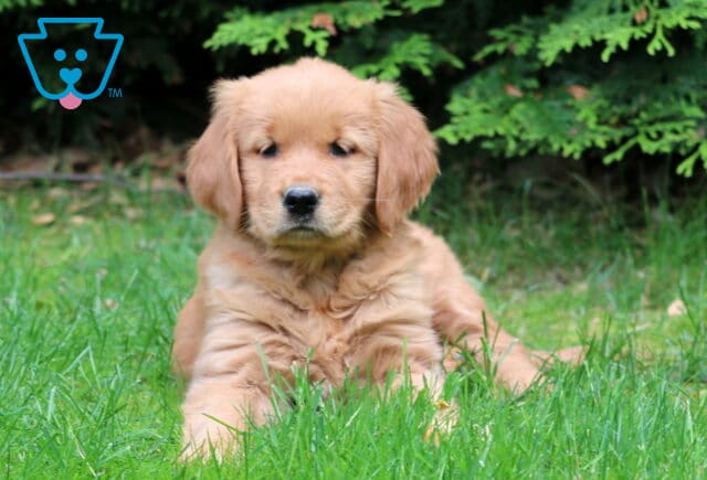 Golden Retriever puppy lying down in the grass with a sweet expression, surrounded by shaded greenery in the background. image