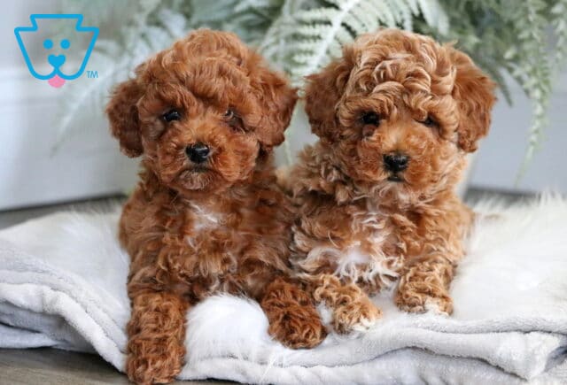 Toy Poodle Puppies image