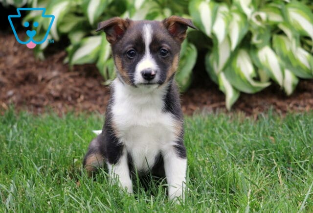 Adorable black and white Pomeranian Mix puppy sitting on green grass in front of lush hosta plants, looking directly at the camera with alert ears and a sweet expression. image