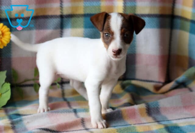 Trinity Jack Russell image