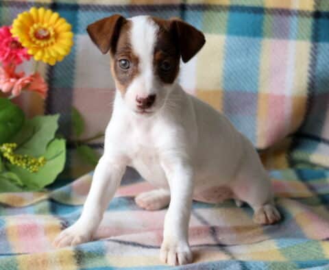 Trinity Jack Russell2