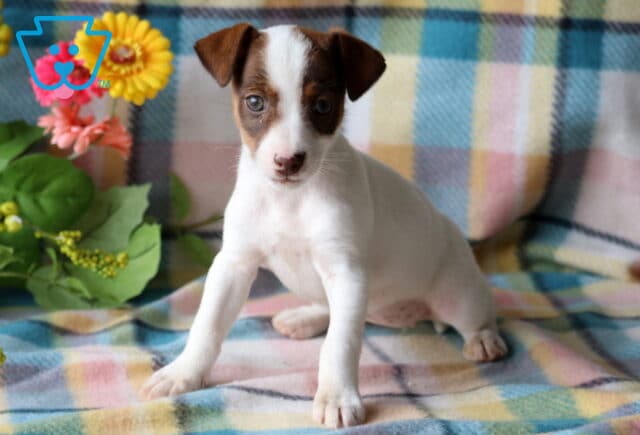 Trinity Jack Russell2 image