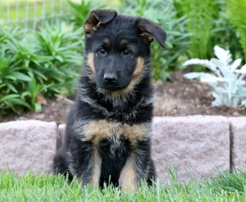 Young black and tan German Shepherd puppy sitting in green grass with one ear flopped, backed by a stone wall and vibrant garden plants.