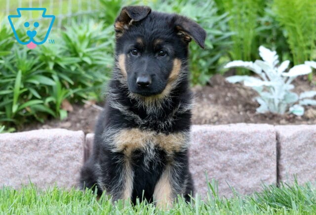 Young black and tan German Shepherd puppy sitting in green grass with one ear flopped, backed by a stone wall and vibrant garden plants. image