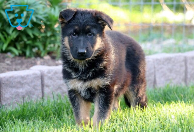 Sleek black and tan German Shepherd puppy standing confidently on green grass, with stone edging and a fenced garden area in the background. image