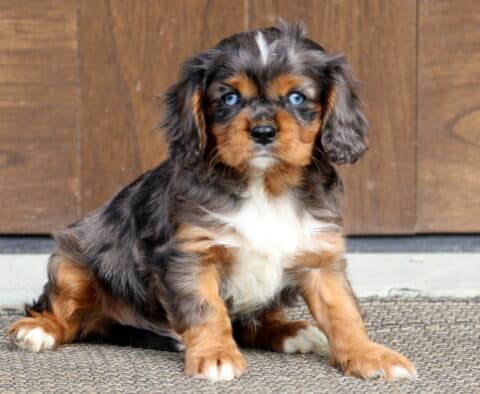Truffle Cavalier