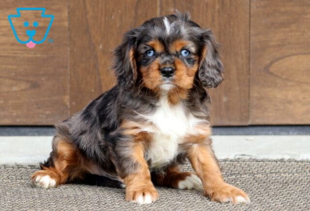 Truffle Cavalier image