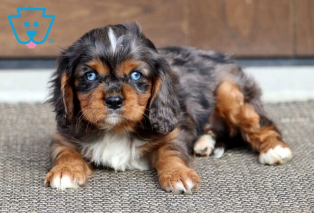 Truffle Cavalier2 image