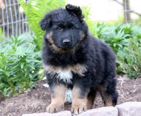 Fluffy black and tan German Shepherd puppy standing alert on a stone ledge, surrounded by green leafy plants and garden fencing in the background.
