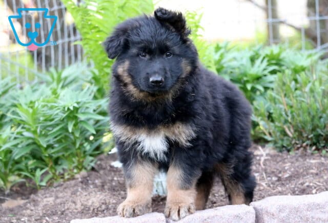 Fluffy black and tan German Shepherd puppy standing alert on a stone ledge, surrounded by green leafy plants and garden fencing in the background. image