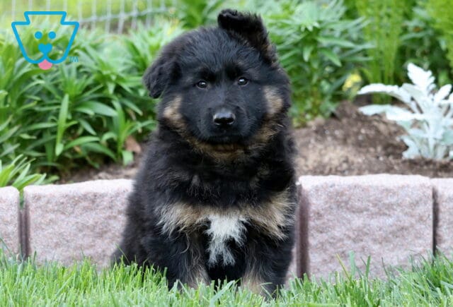 Fluffy black and tan German Shepherd puppy with a white patch on its chest sitting in the grass, with a stone border and green garden plants behind it. image