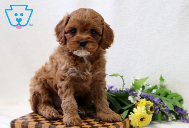 Tyson Cavapoo image