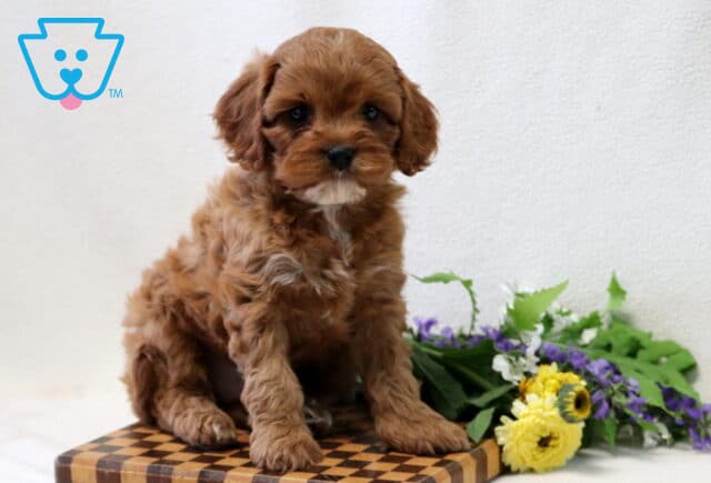 Tyson Cavapoo2 image