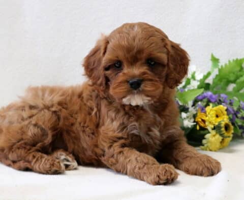 Tyson Cavapoo3