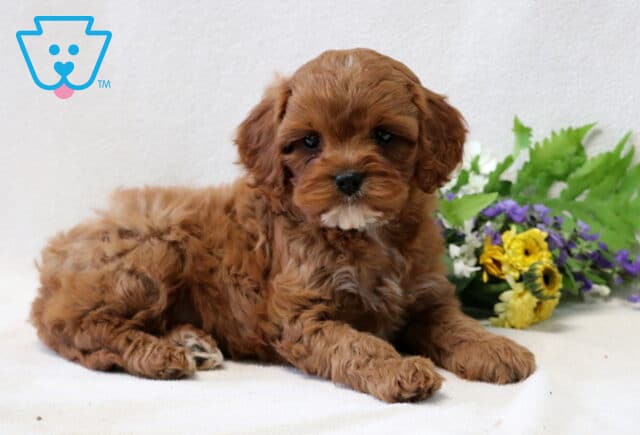 Tyson Cavapoo3 image