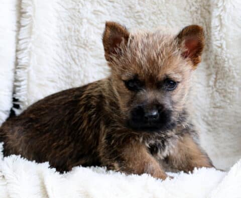Wally Cairn Terrier
