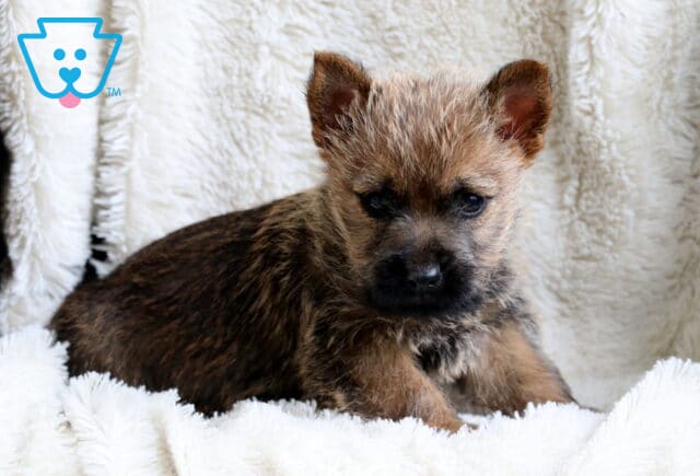 Wally Cairn Terrier image