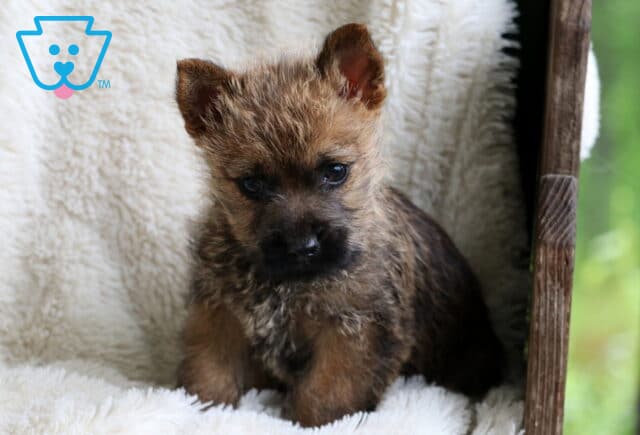 Wally Cairn Terrier2 image