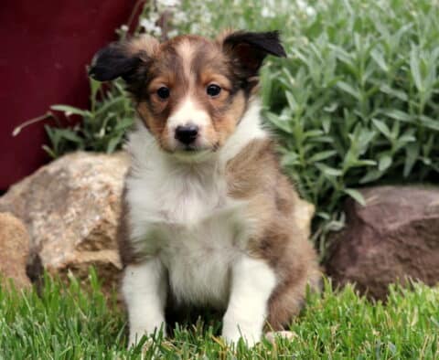 Alert Sheltie puppy with a fluffy sable and white coat sitting on fresh grass, framed by garden greenery, red siding, and large decorative rocks.