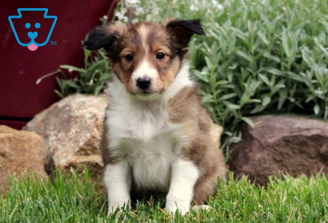 Alert Sheltie puppy with a fluffy sable and white coat sitting on fresh grass, framed by garden greenery, red siding, and large decorative rocks. image