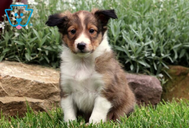 Alert Sheltie puppy with a fluffy sable and white coat sitting on fresh grass, framed by garden greenery, red siding, and large decorative rocks. image