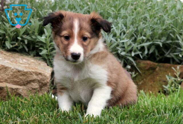 Cute Sheltie puppy with a white chest and sable fur looking down while sitting on green grass in front of leafy plants and a stone border. image