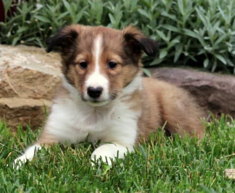 Relaxed Sheltie puppy with a white face and sable fur lying on green grass in front of large decorative rocks and lush garden plants.