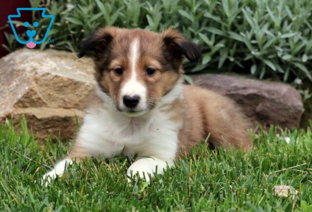 Relaxed Sheltie puppy with a white face and sable fur lying on green grass in front of large decorative rocks and lush garden plants. image