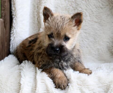 Whiskers Cairn Terrier