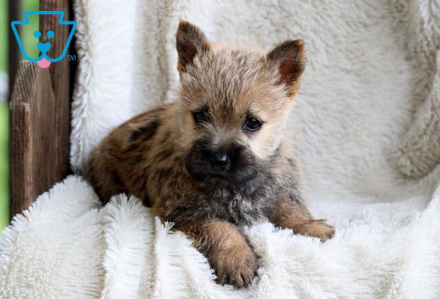 Whiskers Cairn Terrier image