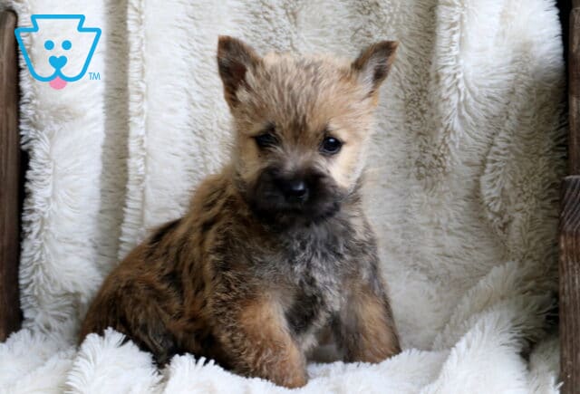 Whiskers Cairn Terrier2 image