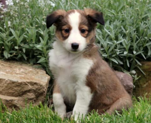 Sable and white Sheltie puppy sitting on grass, looking curious with a backdrop of stone edging and dense green garden plants.