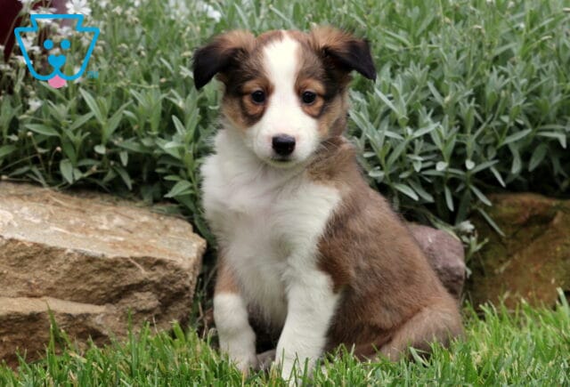 Sable and white Sheltie puppy sitting on grass, looking curious with a backdrop of stone edging and dense green garden plants. image