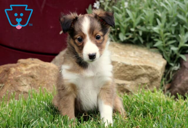 Curious Sheltie puppy with a white chest and sable fur sitting alertly on green grass in front of a red wall and stone landscaping. image