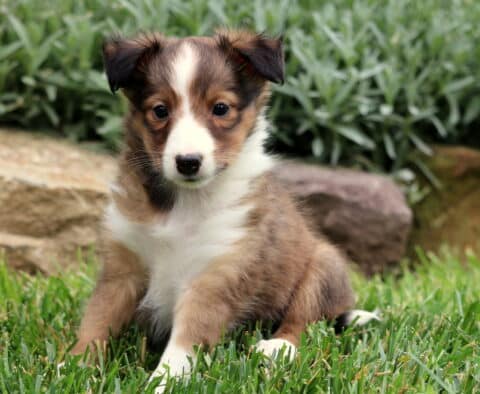 Bright-eyed Sheltie puppy with a white blaze and sable coat sitting on green grass beside tan rocks and leafy garden plants.