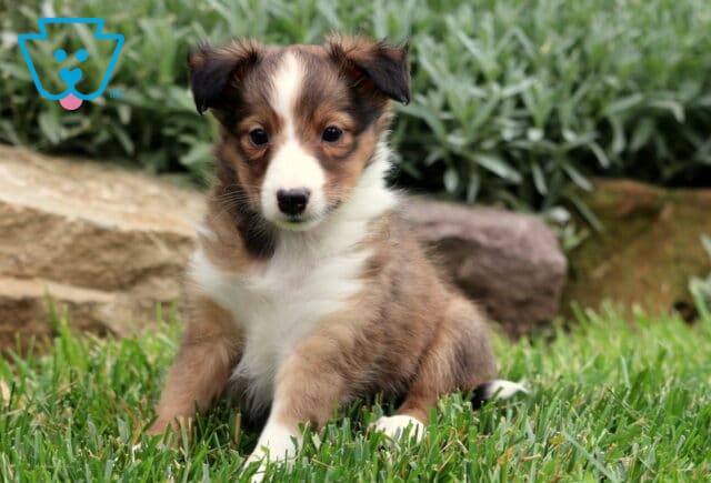Bright-eyed Sheltie puppy with a white blaze and sable coat sitting on green grass beside tan rocks and leafy garden plants. image