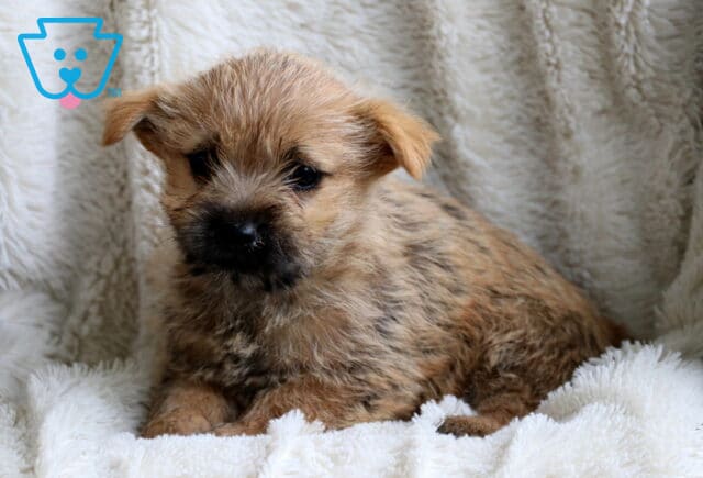 Winnie Cairn Terrier image