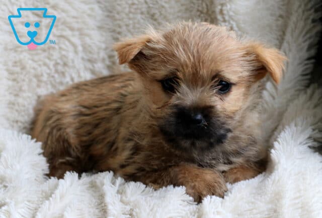Winnie Cairn Terrier2 image