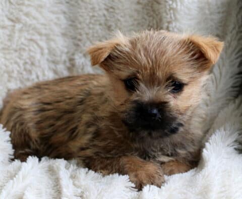 Winnie Cairn Terrier3